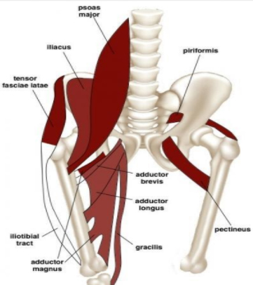 Back and Hip Pain in Athletes (Part 1): How the Spine, Hip and Pelvic ...